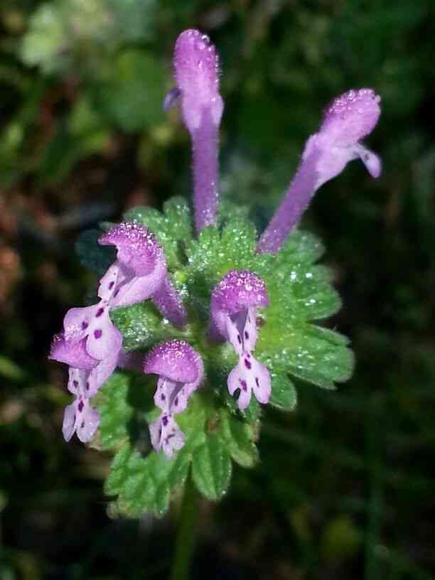 Henbit deadnettle(Lamium amplexicaule)