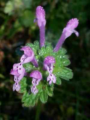 Henbit deadnettle(Lamium amplexicaule)