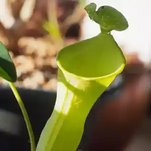 Nepenthes spp.(Nepenthes spp.)