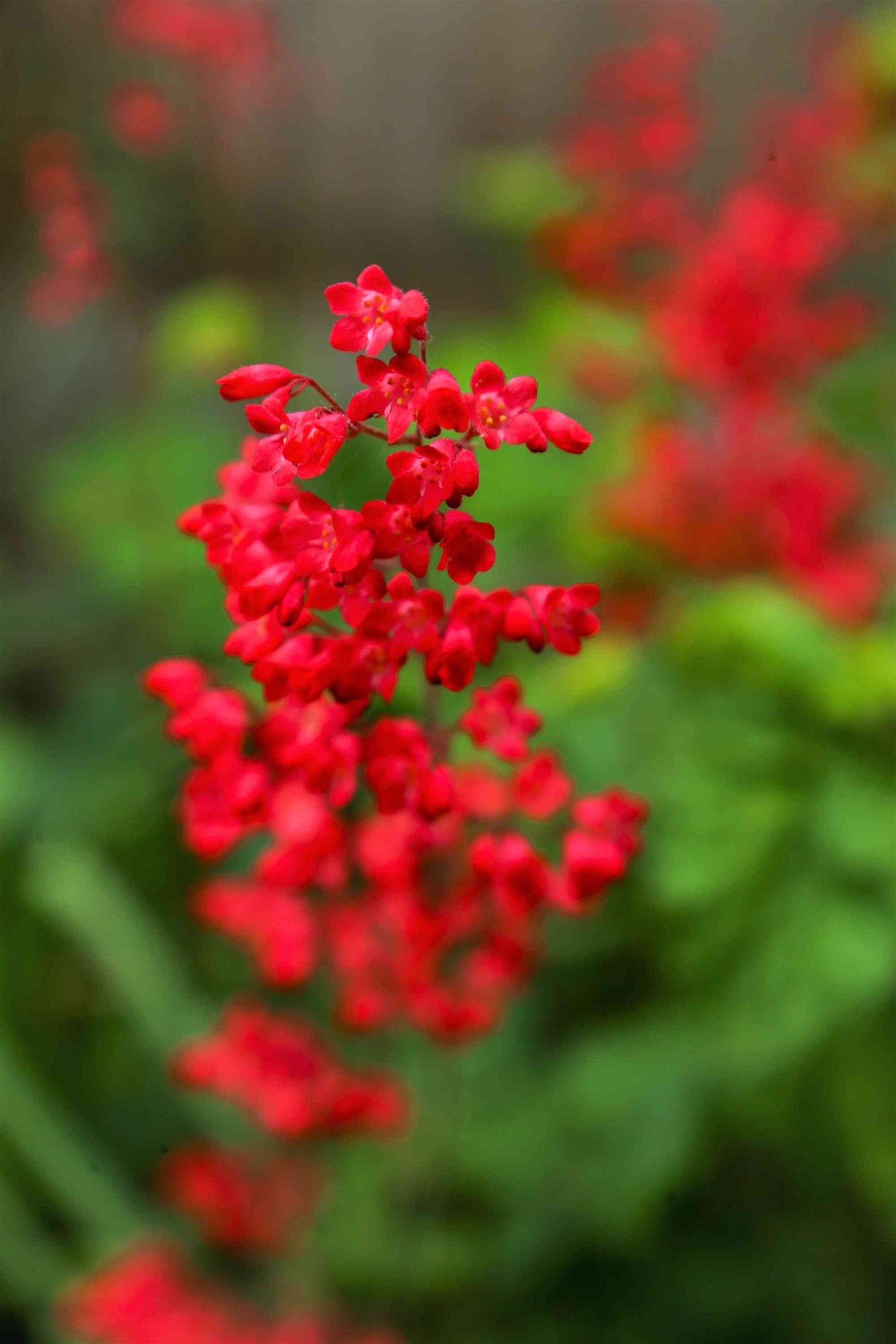 Coral bells(Heuchera sanguinea)