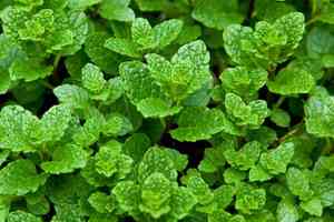 Spearmint(Mentha spicata)