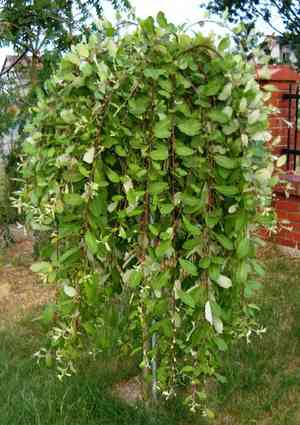 Goat willow(Salix caprea)
