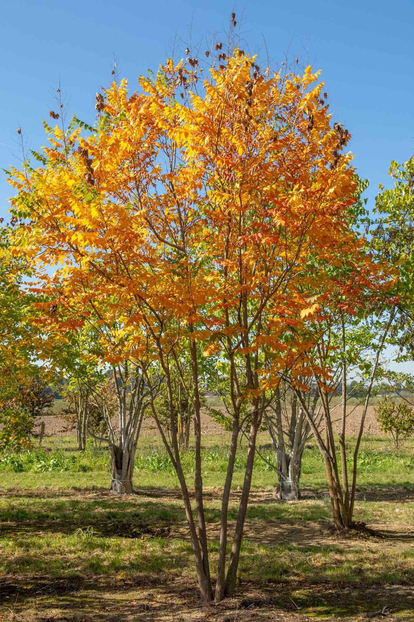 Goldenrain tree(Koelreuteria paniculata)