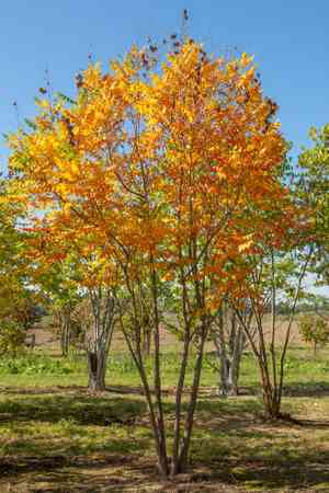 Goldenrain tree(Koelreuteria paniculata)
