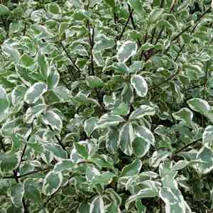 Kōhūhū(Pittosporum tenuifolium)