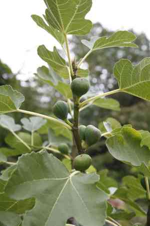 Common fig(Ficus carica)