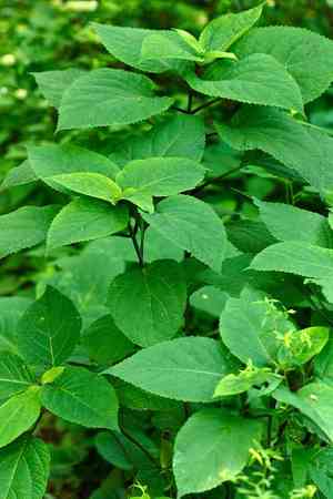 Citronella of Costa Rica(Citronella costaricensis)
