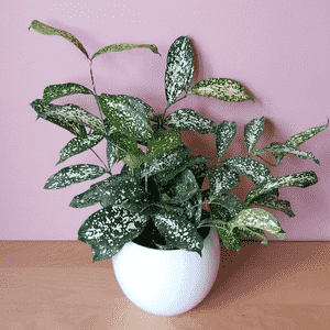 Gold dust dracaena(Dracaena surculosa)