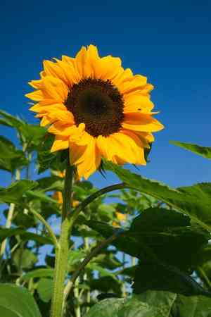 Common sunflower(Helianthus annuus)