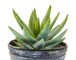 Aloe brevifolia(Aloe brevifolia)