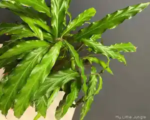 Furry Feather Calathea(Goeppertia rufibarba)