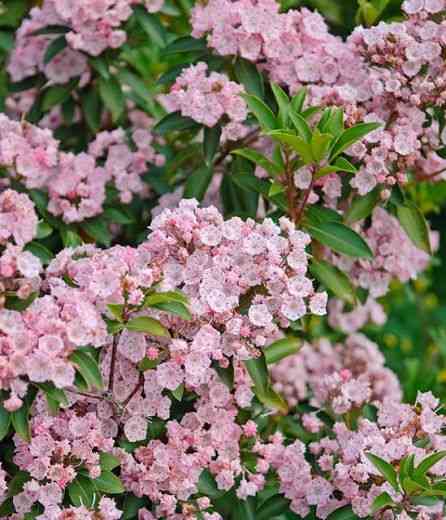 Mountain laurel(Kalmia latifolia)