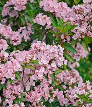 Mountain laurel(Kalmia latifolia)