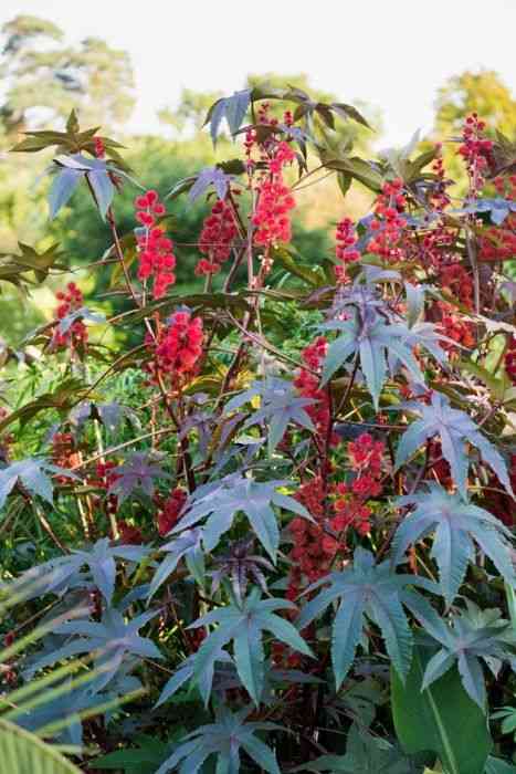 Castor bean(Ricinus communis)