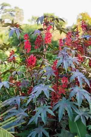 Castor bean(Ricinus communis)