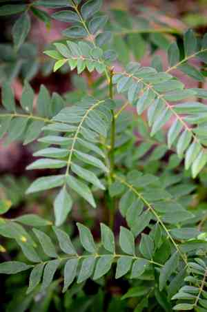 Curry leaf tree(Murraya koenigii)