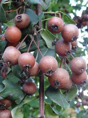 Heart-shaped pear(Pyrus cordata)