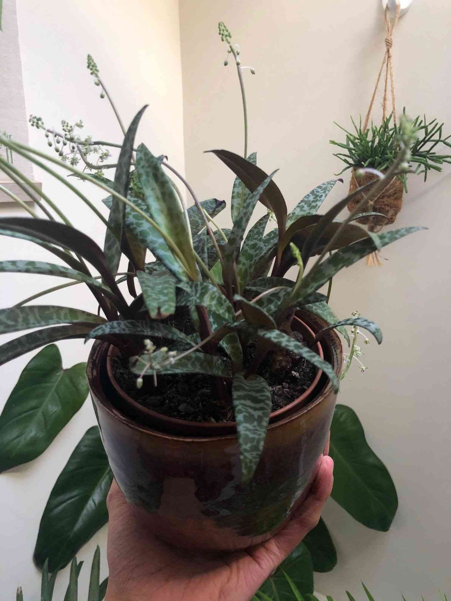 Silver squill(Ledebouria socialis)