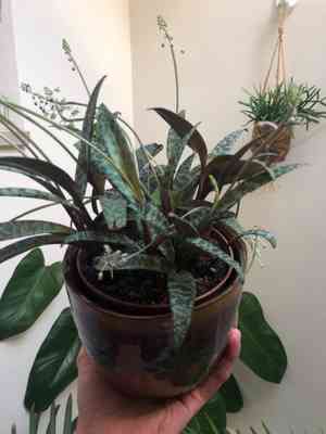 Silver squill(Ledebouria socialis)