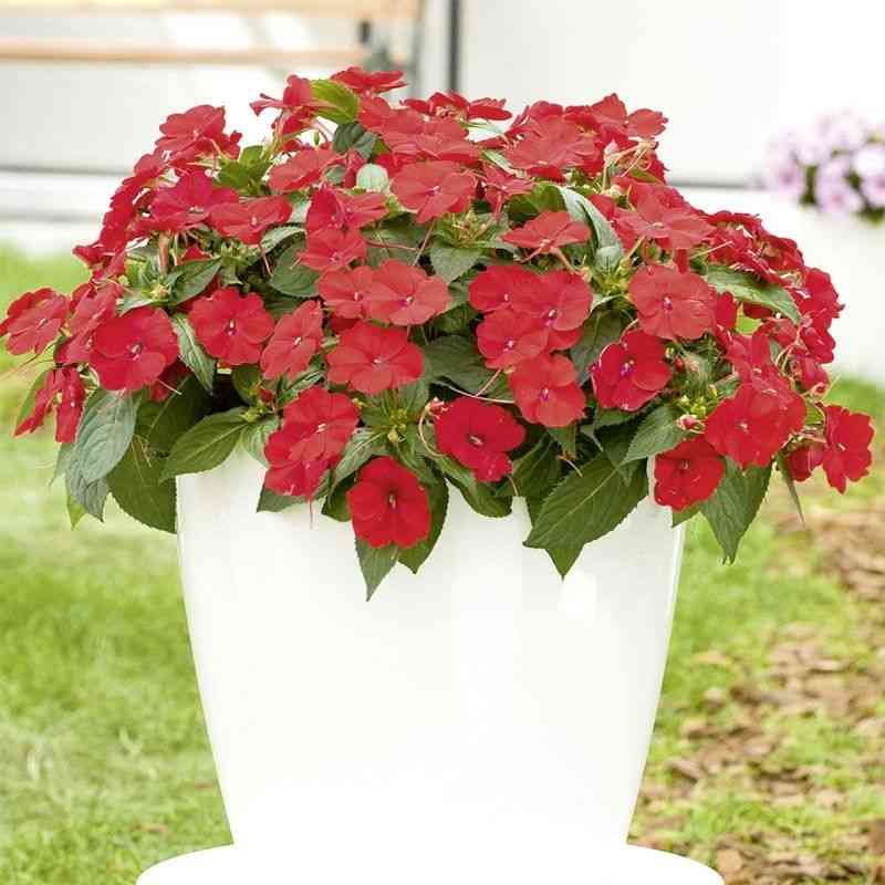 Busy lizzie(Impatiens walleriana)