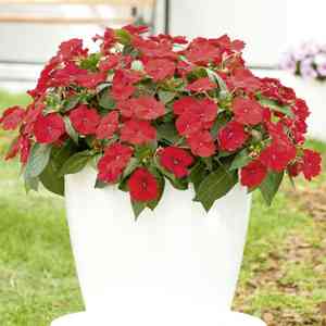 Busy lizzie(Impatiens walleriana)