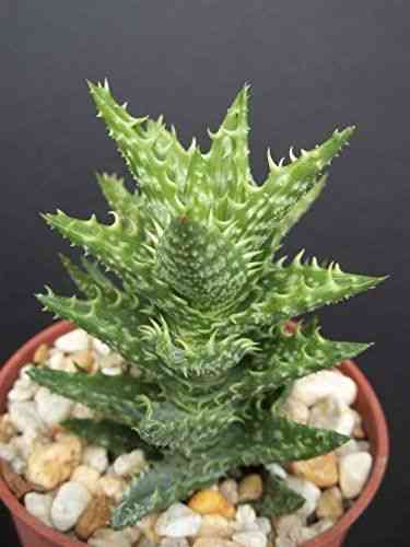 Tiger tooth aloe(Aloe juvenna)