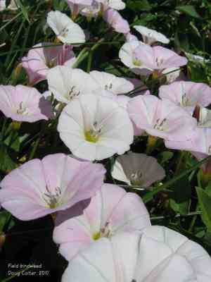 Black bindweed(Fallopia convolvulus)