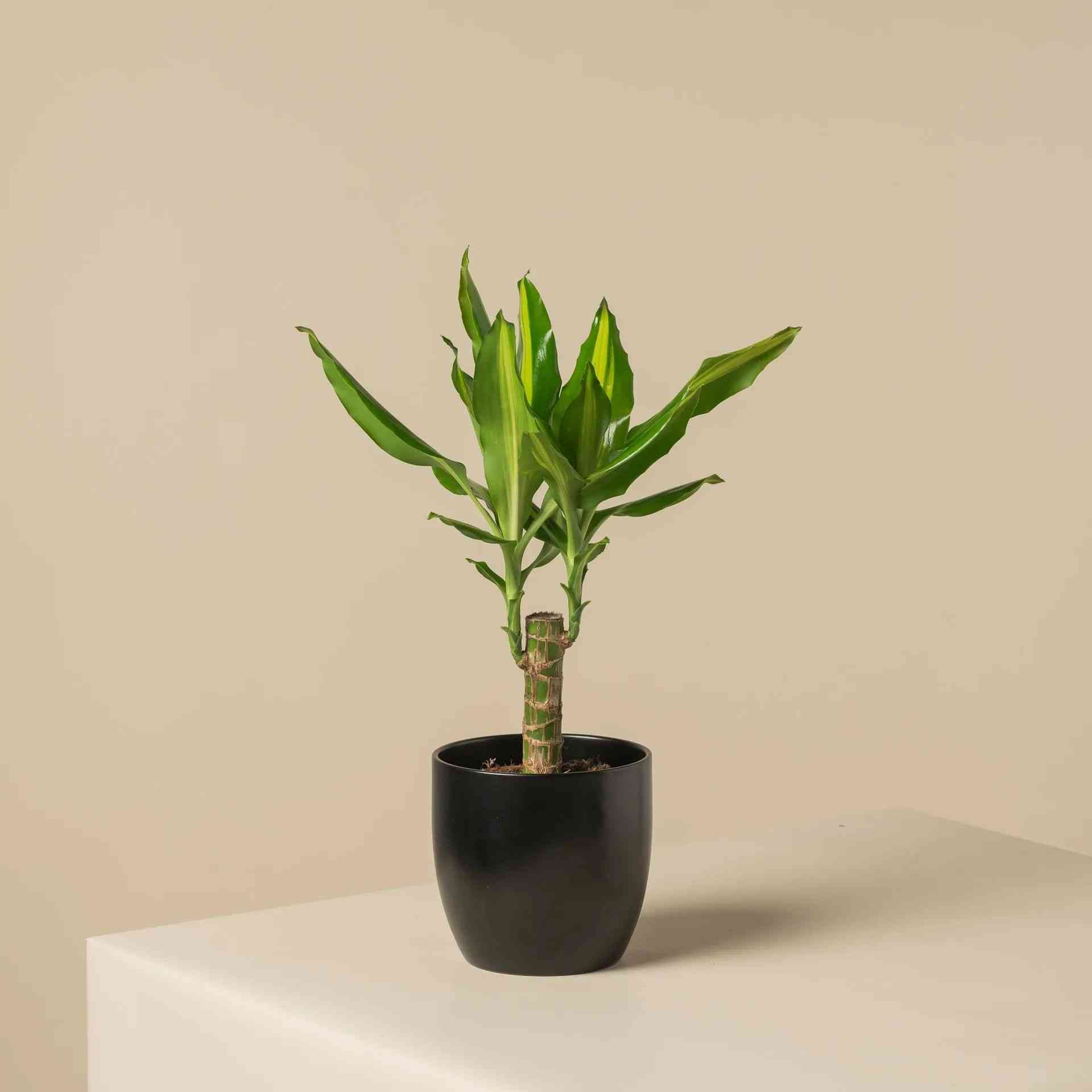 Corn plant(Dracaena fragrans)