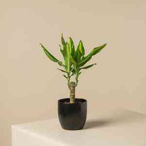 Corn plant(Dracaena fragrans)