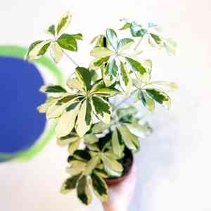 Heptapleurum arboricola(Heptapleurum arboricola)