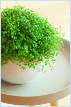 Baby's tears(Soleirolia soleirolii)