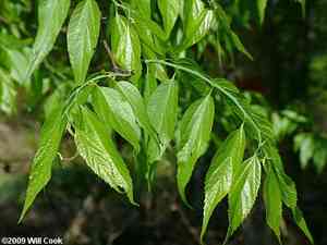 Sugarberry(Celtis laevigata)