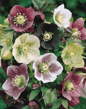 Lenten rose(Helleborus orientalis)