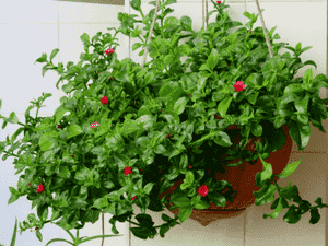 Baby sun rose(Mesembryanthemum cordifolium)