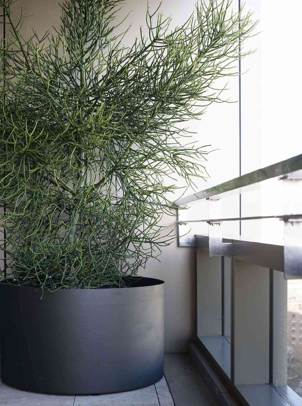 Pencil cactus(Euphorbia tirucalli)