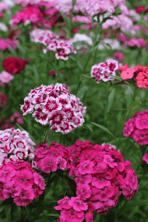 Sweet william(Dianthus barbatus)