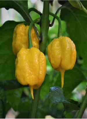 Yellow lantern chili(Capsicum chinense)