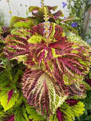 Common coleus(Coleus scutellarioides)