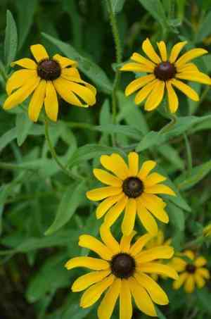 Black-eyed susan(Rudbeckia hirta)