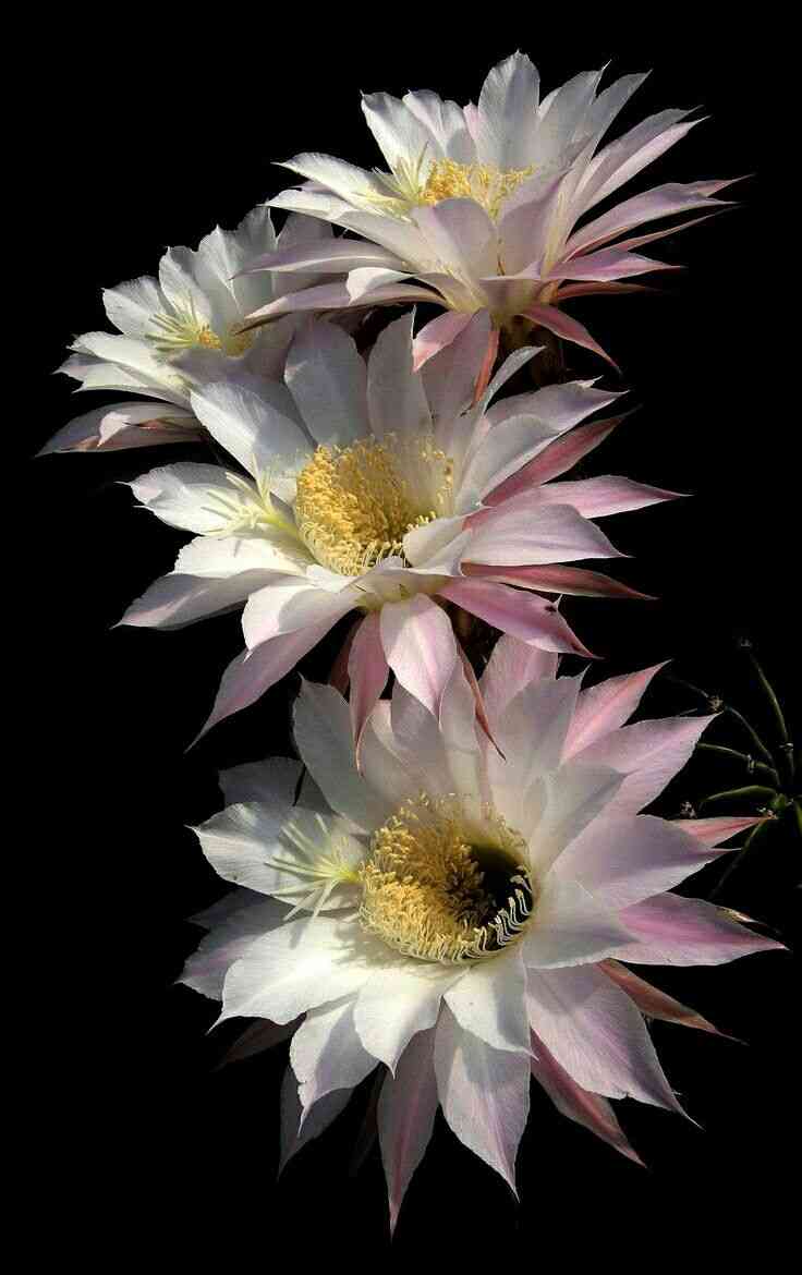 ‎Easter lily cactus(Echinopsis oxygona)