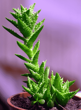 Tiger tooth aloe(Aloe juvenna)