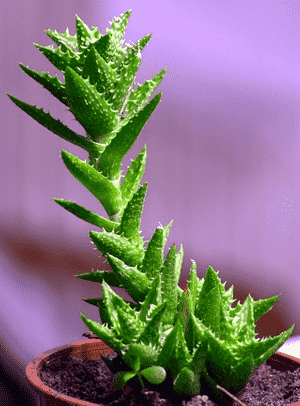 Tiger tooth aloe(Aloe juvenna)
