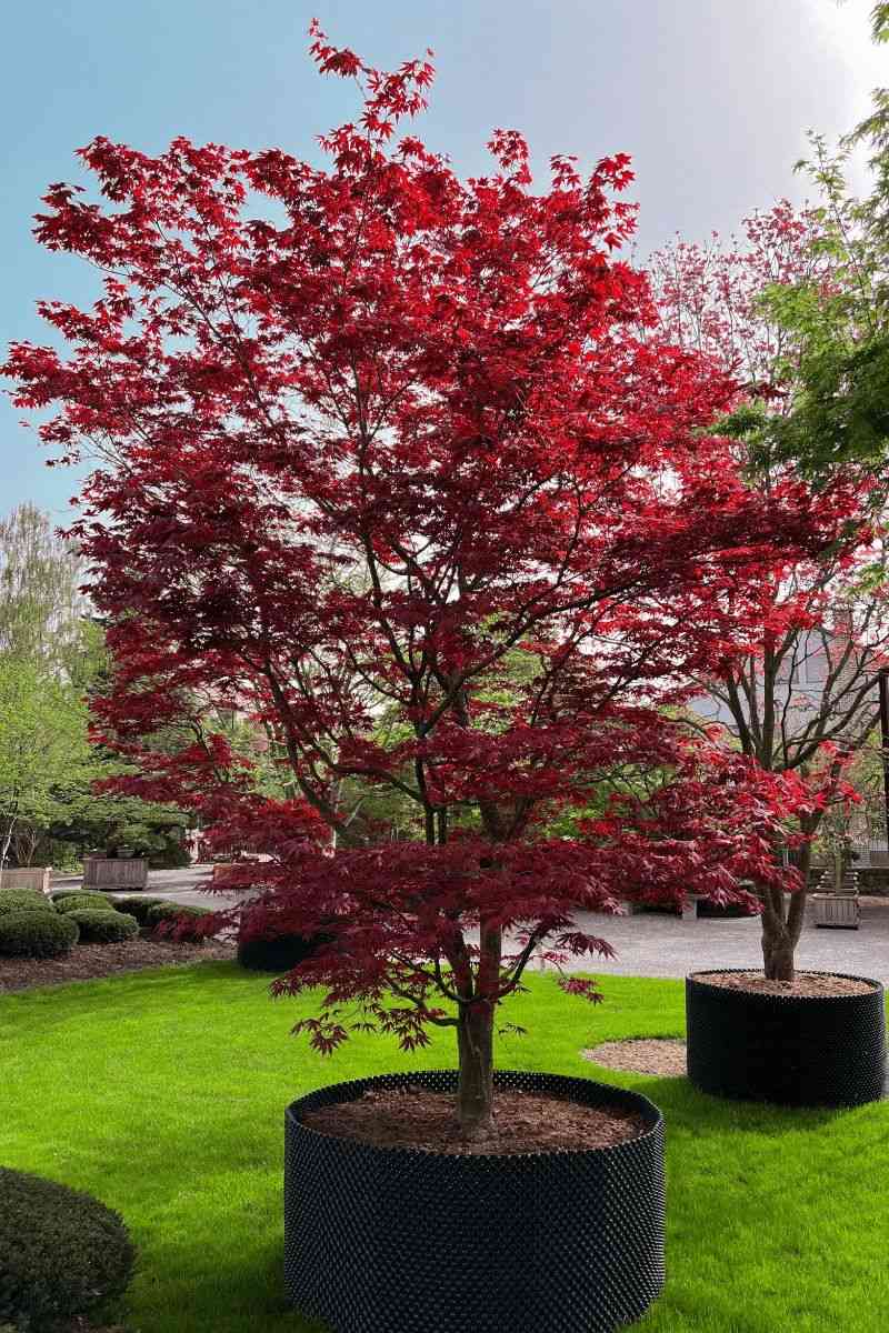 Japanese maple(Acer palmatum)