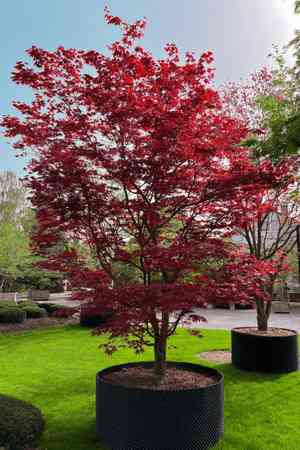 Japanese maple(Acer palmatum)