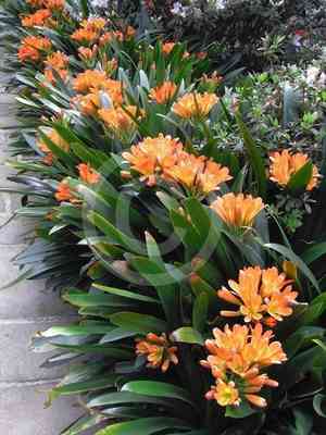 Bush lily(Clivia miniata)