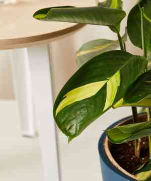 Bamburanta, Never Never Plant(Ctenanthe lubbersiana)