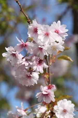 Winter-flowering cherry(Prunus subhirtella)