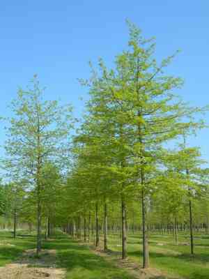 Pin oak(Quercus palustris)