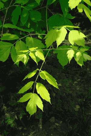 Box elder(Acer negundo)