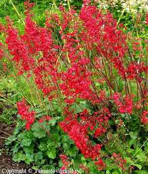 Coral bells(Heuchera sanguinea)